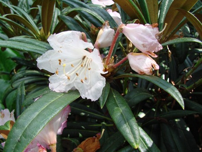 Rhododendron makinoi