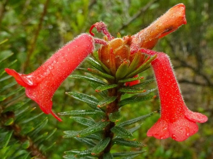 Rhododendron adinophyllum