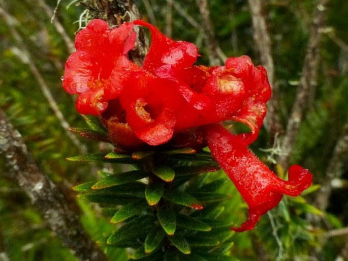 Rhododendron adinophyllum