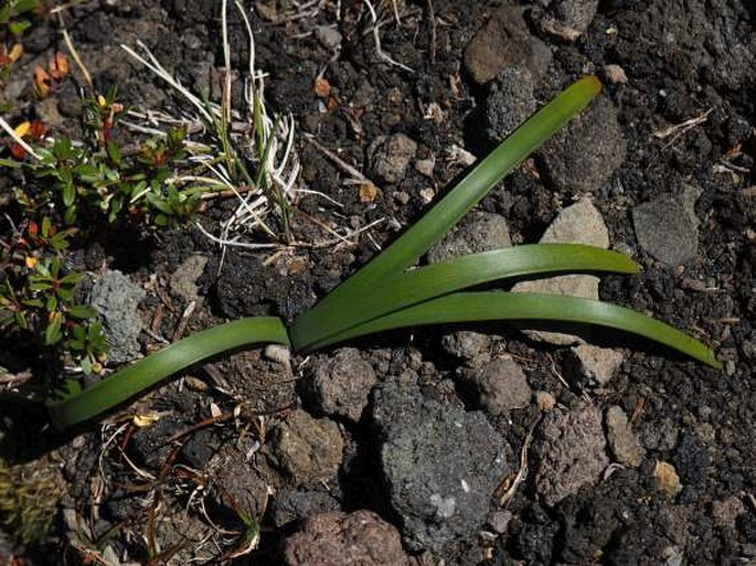 Rhodophiala andicola