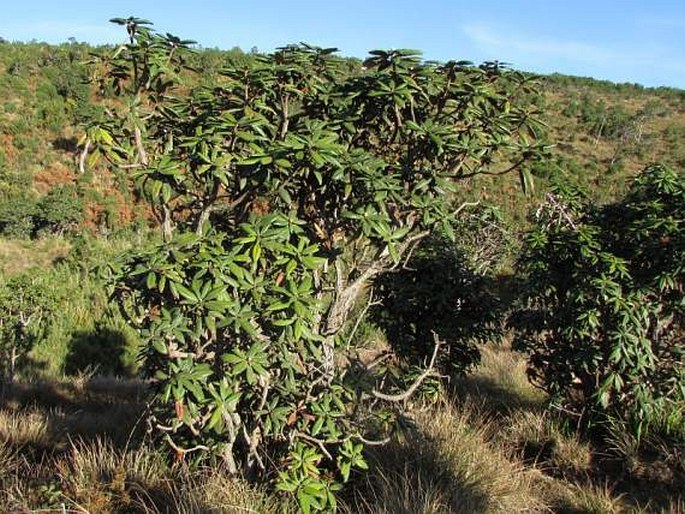 Rhododendron arboreum