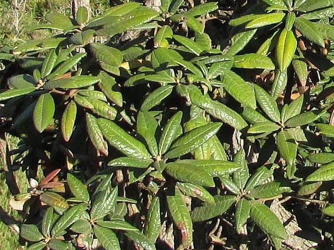 Rhododendron arboreum