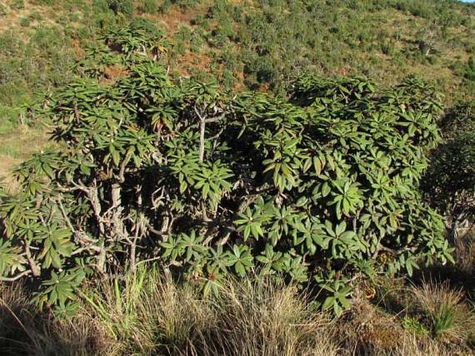 Rhododendron arboreum