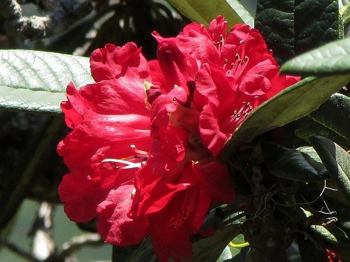 Rhododendron arboreum