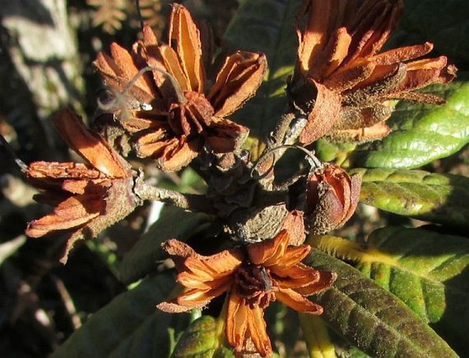 Rhododendron arboreum