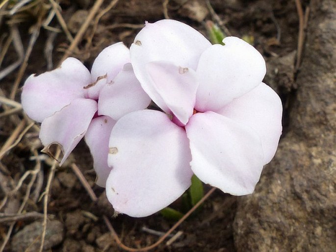 RHODOHYPOXIS BAURII (Baker) Nel