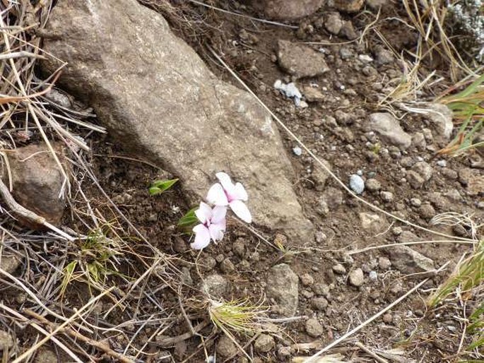 Rhodohypoxis baurii