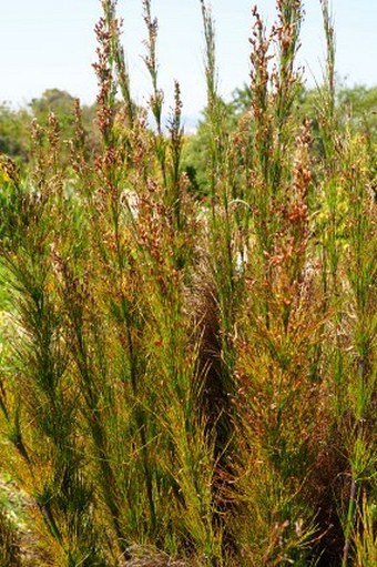 Rhodocoma capensis