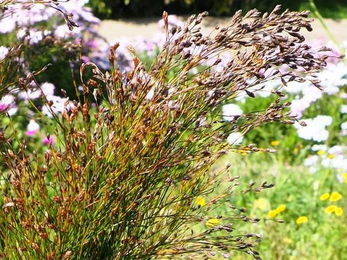 Rhodocoma capensis