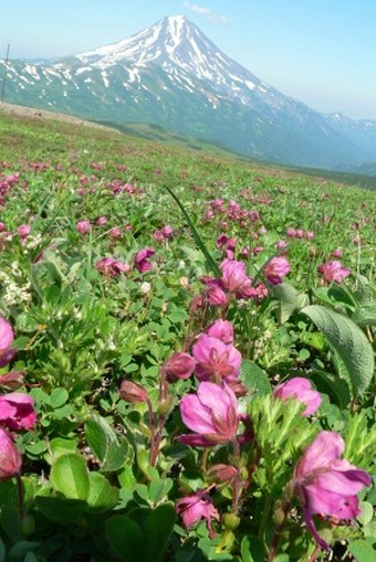 Rhododendron camtschaticum