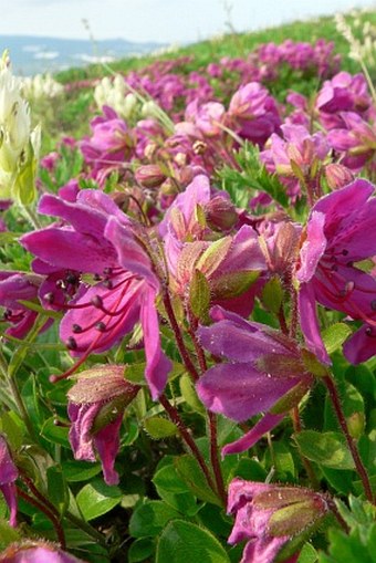 Rhododendron camtschaticum