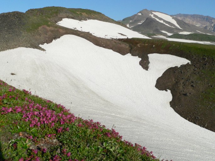 Rhododendron camtschaticum