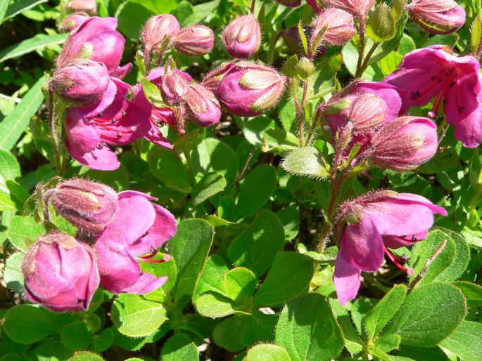 Rhododendron camtschaticum