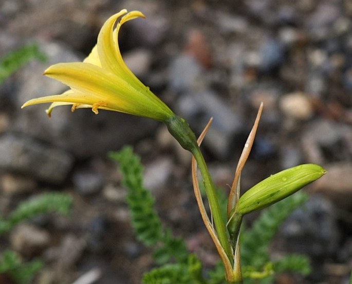 Rhodophiala montana