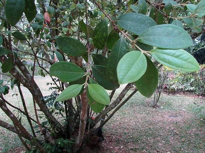 Rhodomyrtus tomentosa
