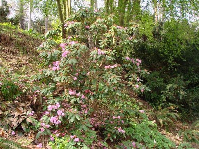 Rhododendron oreodoxa