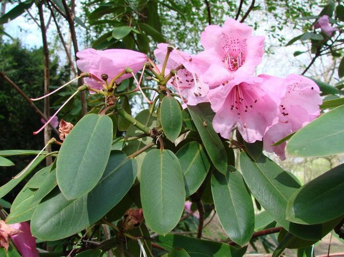 RHODODENDRON OREODOXA Franch. – pěnišník horský / rododendron