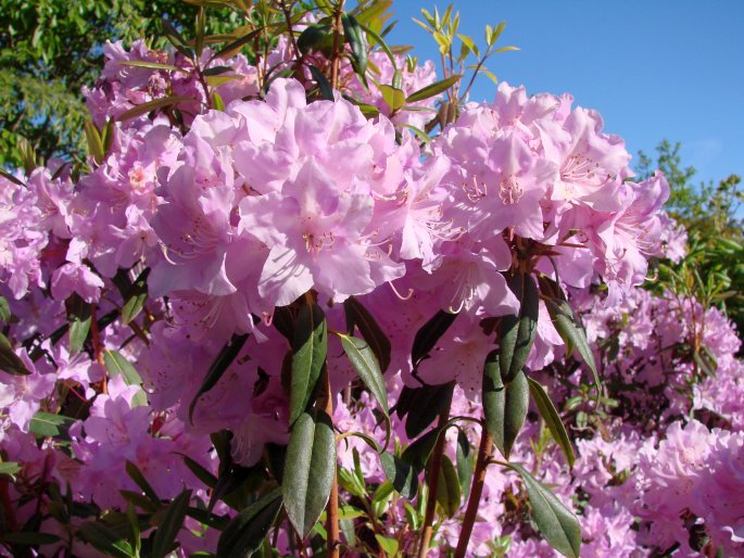 Rhododendron oreotrephes