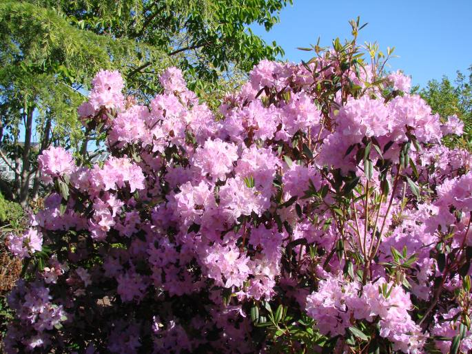 Rhododendron oreotrephes