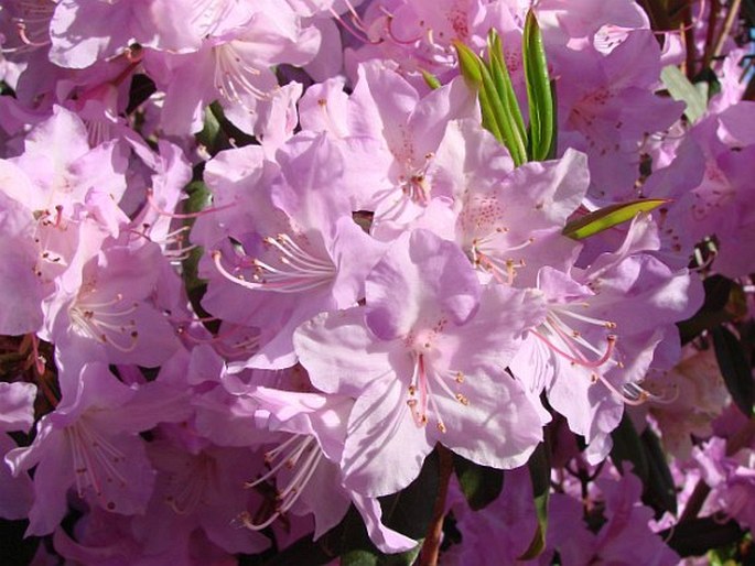 Rhododendron oreotrephes