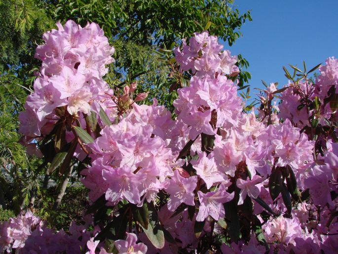 RHODODENDRON OREOTREPHES W. W. Sm. - pěnišník / rododendron