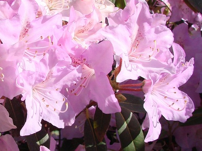 Rhododendron oreotrephes