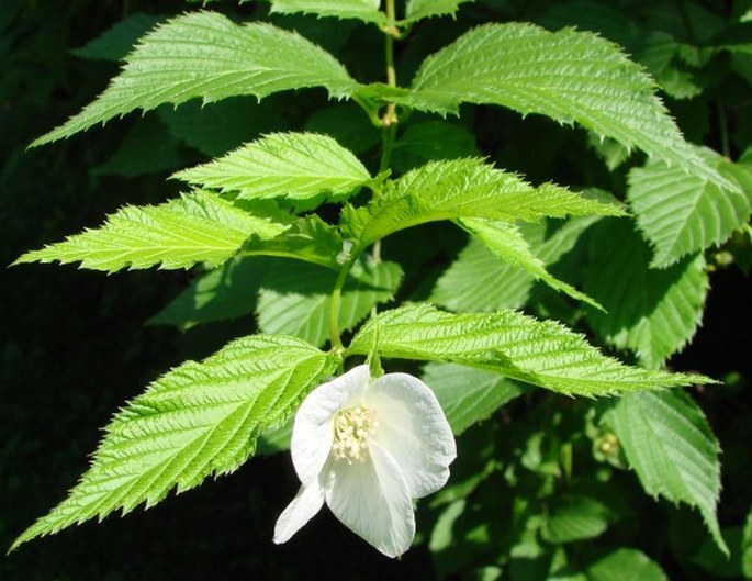 RHODOTYPOS SCANDENS (Thunb.) Makino – růžovec zákulovitý