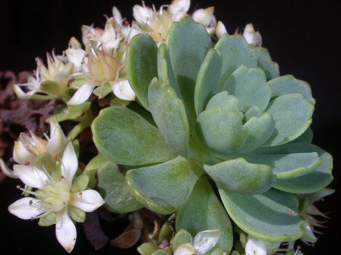 Rhodiola pachyclados