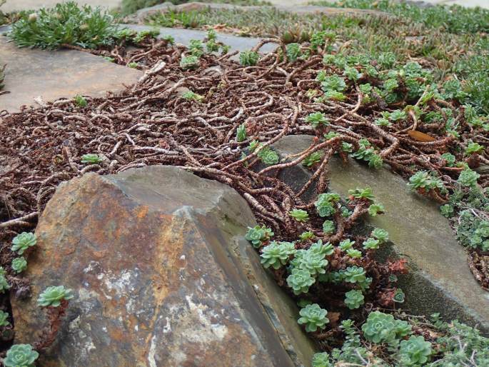 Rhodiola pachyclados