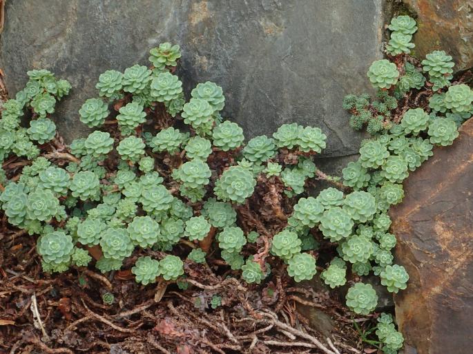 Rhodiola pachyclados