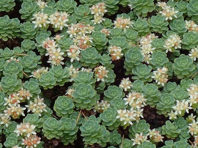 Rhodiola pachyclados