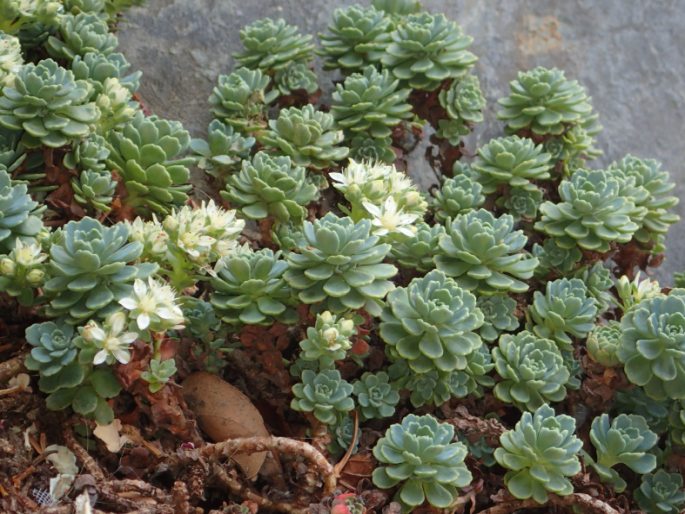 Rhodiola pachyclados