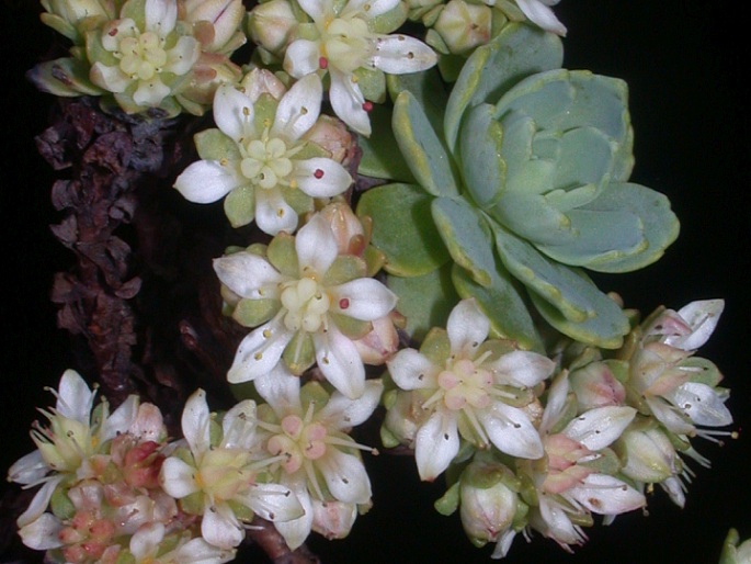 Rhodiola pachyclados