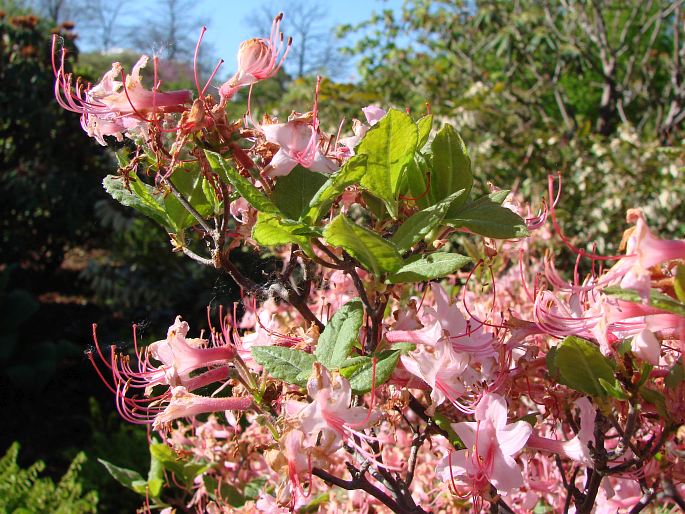 Rhododendron prinophyllum