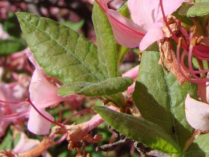 Rhododendron prinophyllum