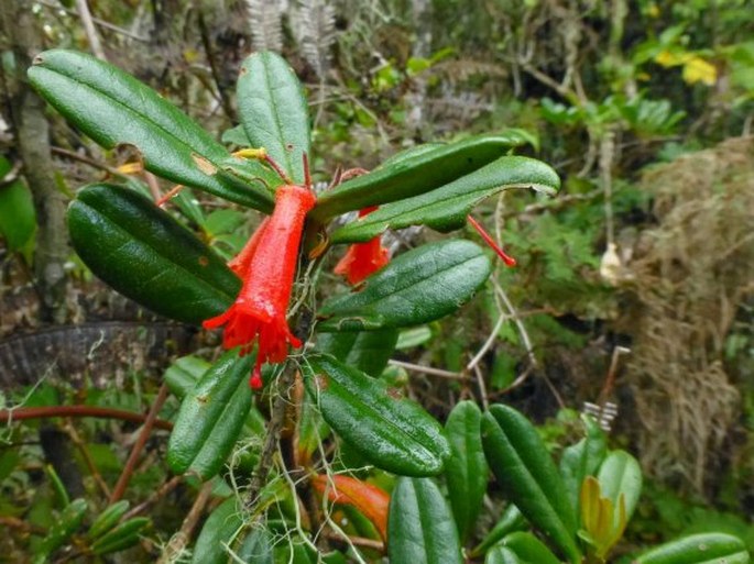 Rhododendron retusum