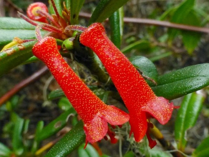 Rhododendron retusum