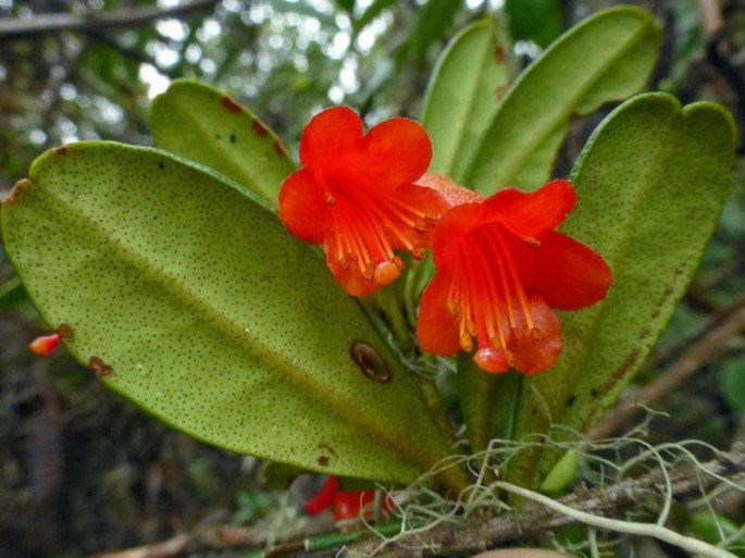 Rhododendron retusum