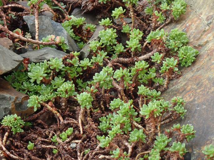 Rhodiola saxifragoides