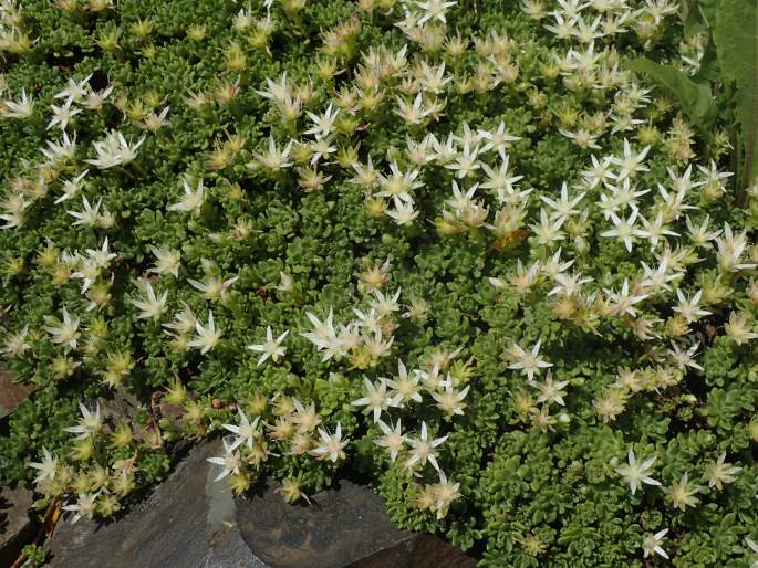 Rhodiola saxifragoides