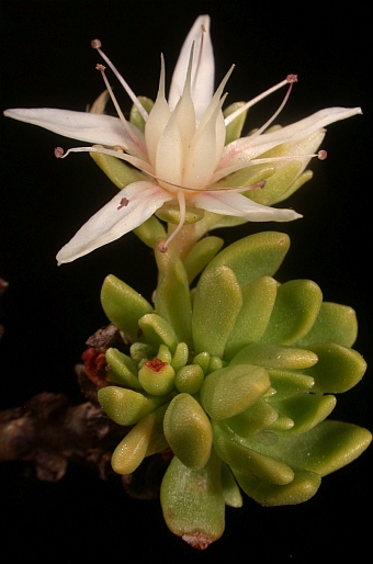 Rhodiola saxifragoides