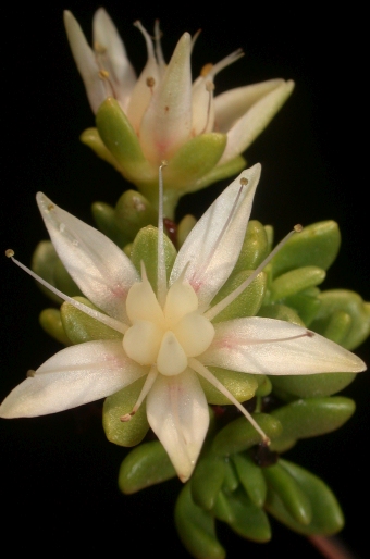 Rhodiola saxifragoides