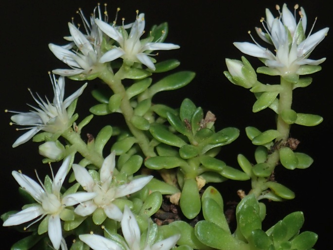 Rhodiola saxifragoides