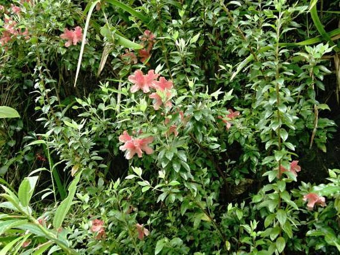 Rhododendron simsii