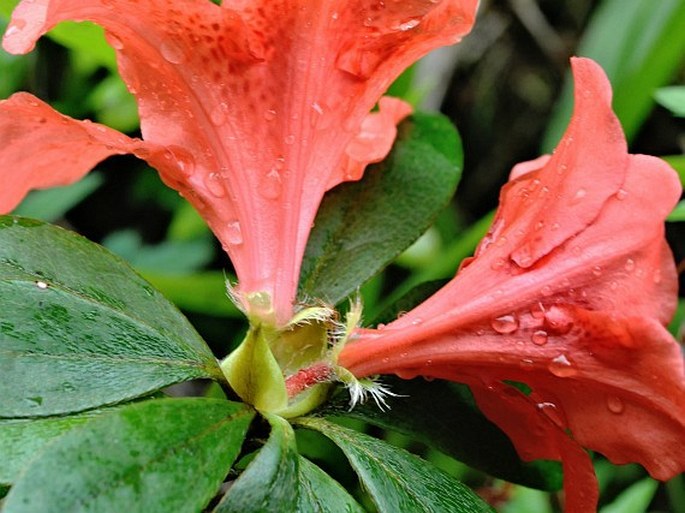 Rhododendron simsii