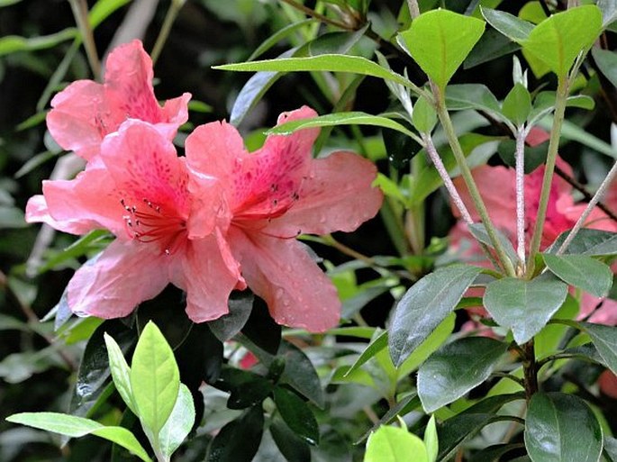 Rhododendron simsii