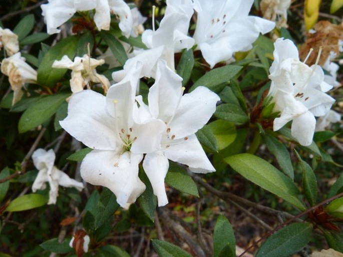 Rhododendron simsii