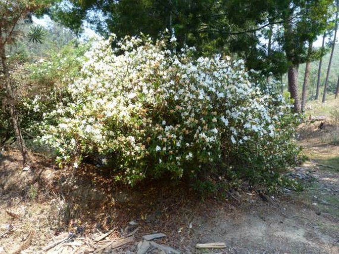 Rhododendron simsii