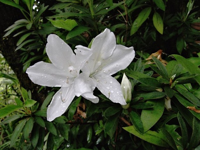 Rhododendron simsii