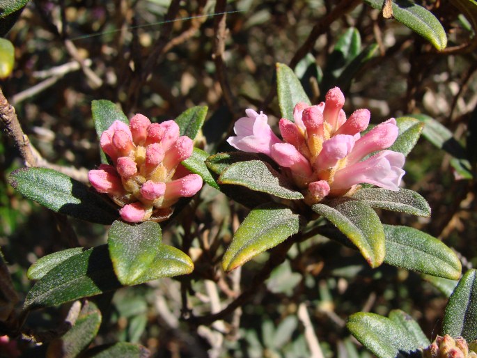 Rhododendron trichostomum